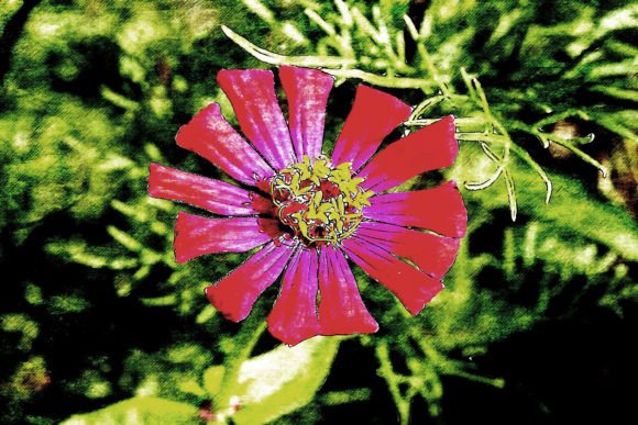 Download Printable Flower Graphics Pack# 12 - Graphic Collection